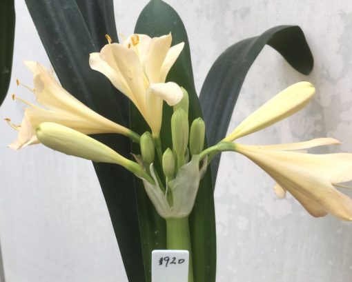 SH920 Light peach Clivia miniata with light pink blush and very open flowers