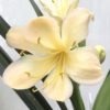SH920 Light peach Clivia miniata with light pink blush and very open flowers - Image 2
