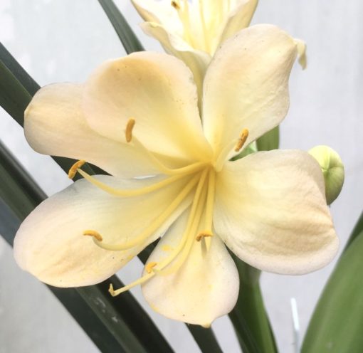 SH920 Light peach Clivia miniata with light pink blush and very open flowers - Image 2