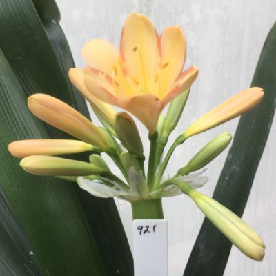 SH921  Mid peach Clivia miniata with dark pink rims to tepals