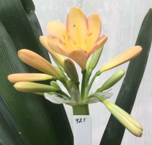 SH921  Mid peach Clivia miniata with dark pink rims to tepals