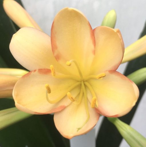 SH921  Mid peach Clivia miniata with dark pink rims to tepals - Image 2