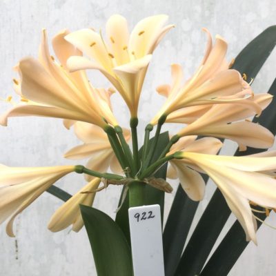 SH922  A light to mid peach Clivia miniata with a strong infusion of pink
