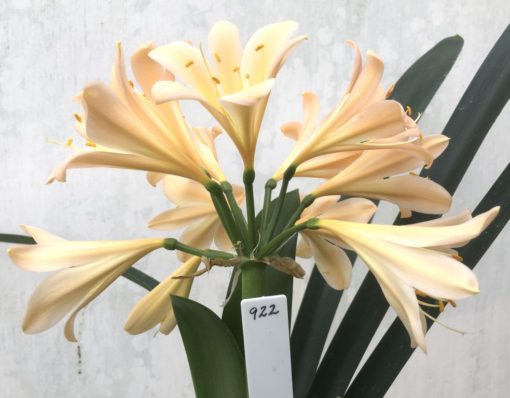 SH922  A light to mid peach Clivia miniata with a strong infusion of pink