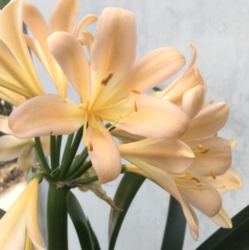 SH922  A light to mid peach Clivia miniata with a strong infusion of pink - Image 2