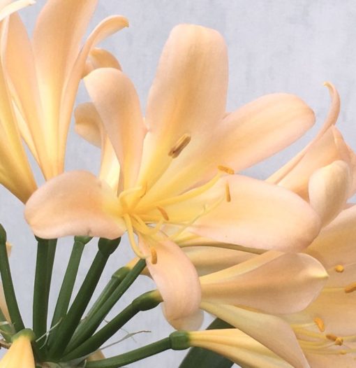 SH922  A light to mid peach Clivia miniata with a strong infusion of pink - Image 3