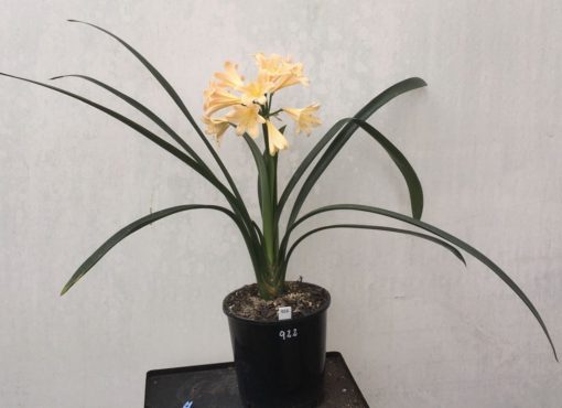 SH922  A light to mid peach Clivia miniata with a strong infusion of pink - Image 4