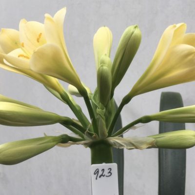 SH923 A very sharp deeper yellow showing infusions of chloroplasts in a tubular flower