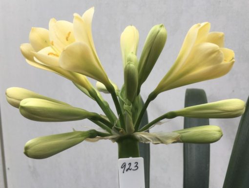 SH923 A very sharp deeper yellow showing infusions of chloroplasts in a tubular flower