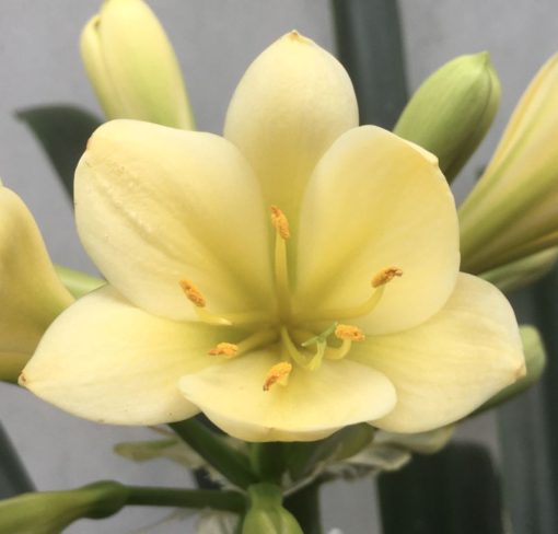 SH923 A very sharp deeper yellow showing infusions of chloroplasts in a tubular flower - Image 2