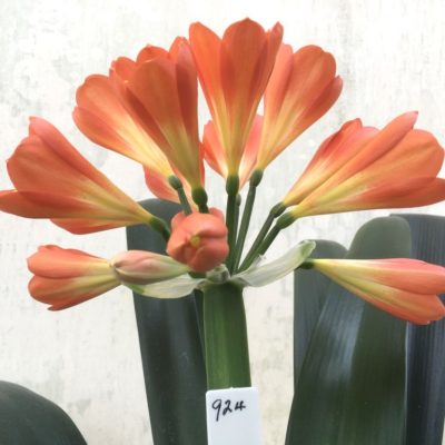 SH924 Lipstick red slightly tubular Clivia miniata Belgium Hybrid