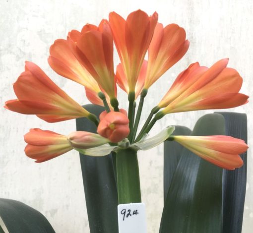 SH924 Lipstick red slightly tubular Clivia miniata Belgium Hybrid