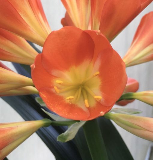 SH924 Lipstick red slightly tubular Clivia miniata Belgium Hybrid - Image 2