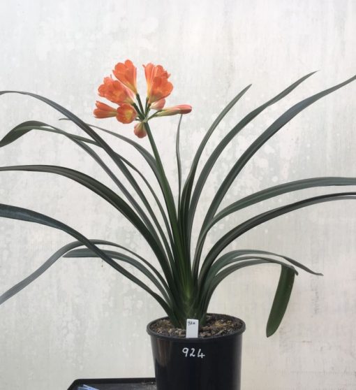 SH924 Lipstick red slightly tubular Clivia miniata Belgium Hybrid - Image 3