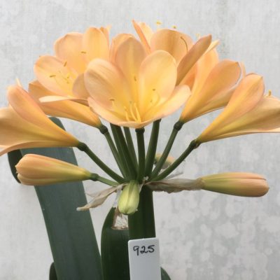 SH925 Clivia miniata peach flower with strong infusions of pink and overlapping tepals.  The perfect shaped flower
