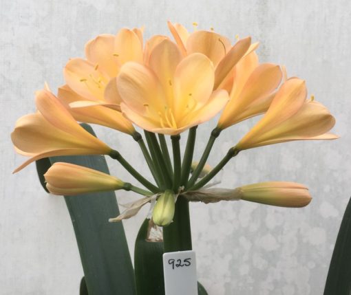 SH925 Clivia miniata peach flower with strong infusions of pink and overlapping tepals.  The perfect shaped flower