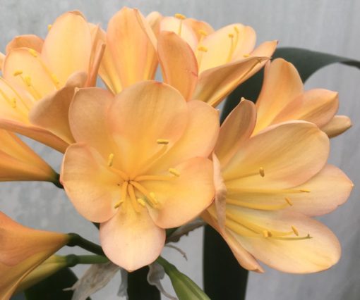 SH925 Clivia miniata peach flower with strong infusions of pink and overlapping tepals.  The perfect shaped flower - Image 2