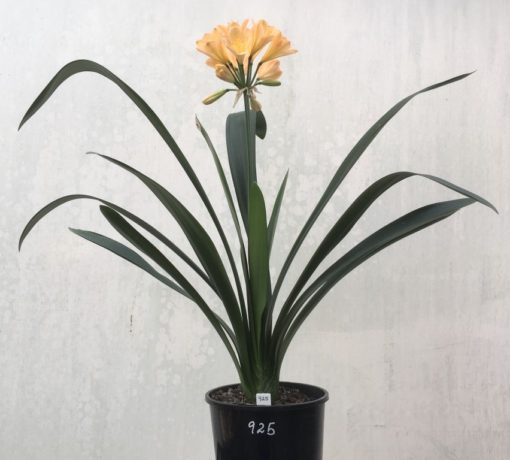 SH925 Clivia miniata peach flower with strong infusions of pink and overlapping tepals.  The perfect shaped flower - Image 3