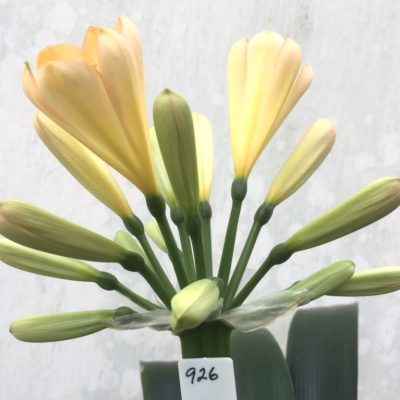 SH926 Another perfect shape.  Clivia miniata light peach with soft pink to tepal upper ends of tubular flowers
