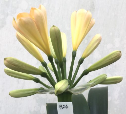 SH926 Another perfect shape.  Clivia miniata light peach with soft pink to tepal upper ends of tubular flowers