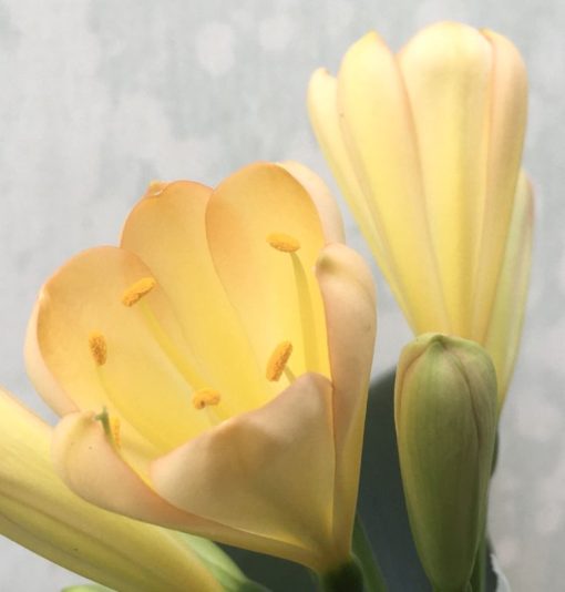 SH926 Another perfect shape.  Clivia miniata light peach with soft pink to tepal upper ends of tubular flowers - Image 2