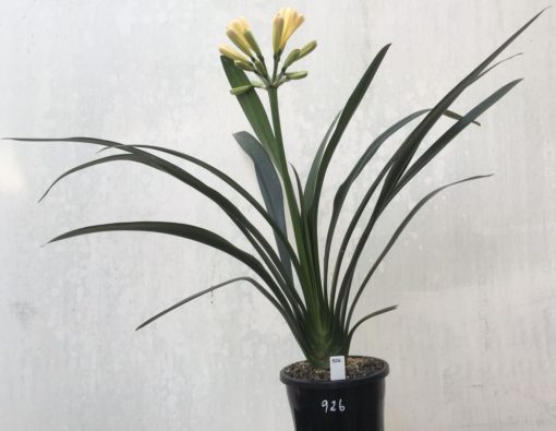SH926 Another perfect shape.  Clivia miniata light peach with soft pink to tepal upper ends of tubular flowers - Image 3