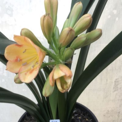 SH927 Mid peach Clivia miniata sporadic leeching of anthocyanins through the tepals