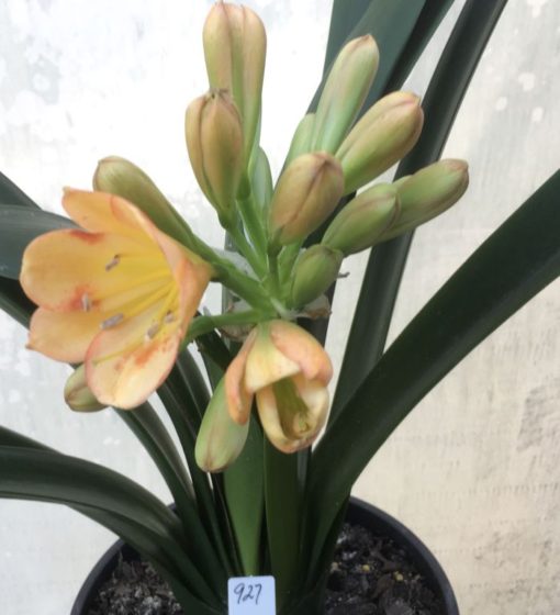 SH927 Mid peach Clivia miniata sporadic leeching of anthocyanins through the tepals