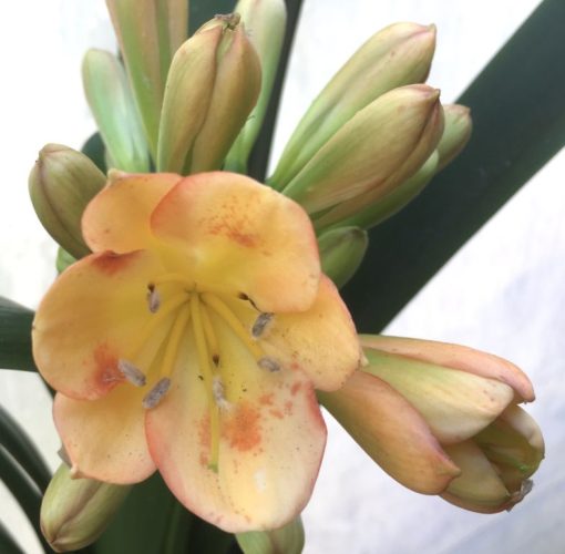 SH927 Mid peach Clivia miniata sporadic leeching of anthocyanins through the tepals - Image 2