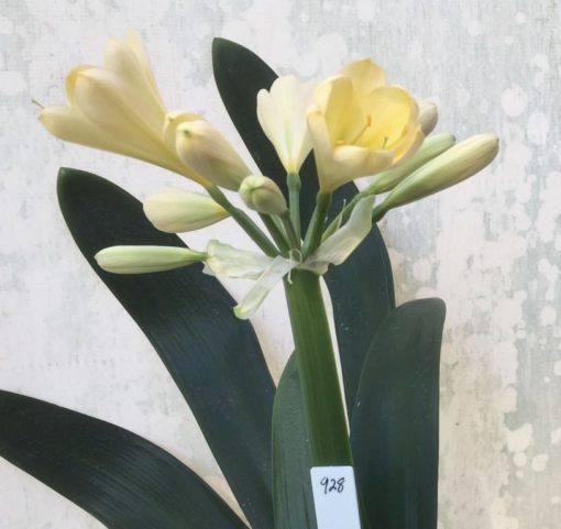 SH928 Light buttercup yellow with light green throat fading slightly in tubular flowers