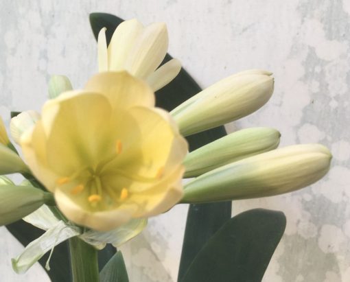 SH928 Light buttercup yellow with light green throat fading slightly in tubular flowers - Image 2