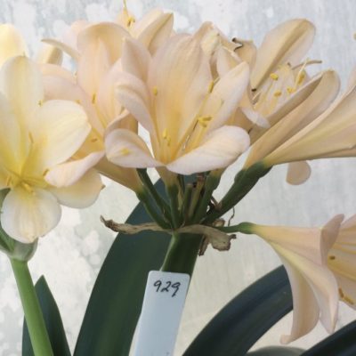 SH929 Clivia miniata opening pale yellow then turning solid pink.  Broad open flowers