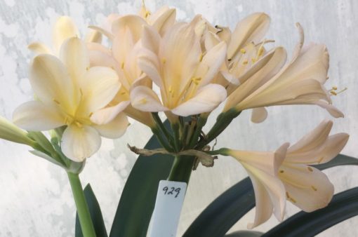 SH929 Clivia miniata opening pale yellow then turning solid pink.  Broad open flowers