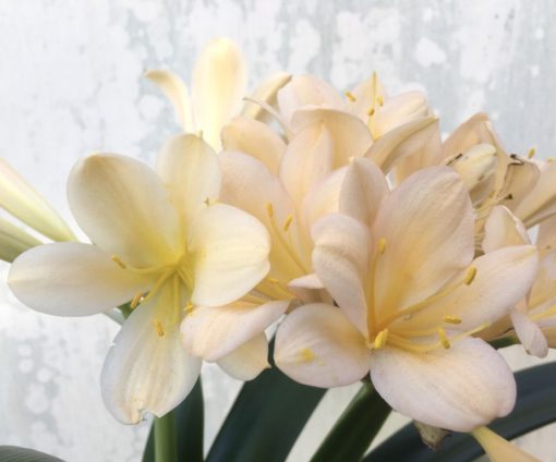 SH929 Clivia miniata opening pale yellow then turning solid pink.  Broad open flowers - Image 2