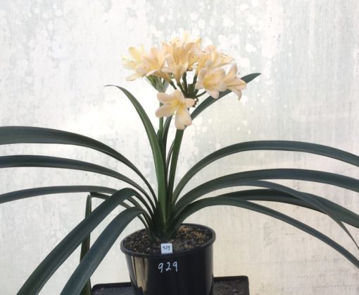 SH929 Clivia miniata opening pale yellow then turning solid pink.  Broad open flowers - Image 3