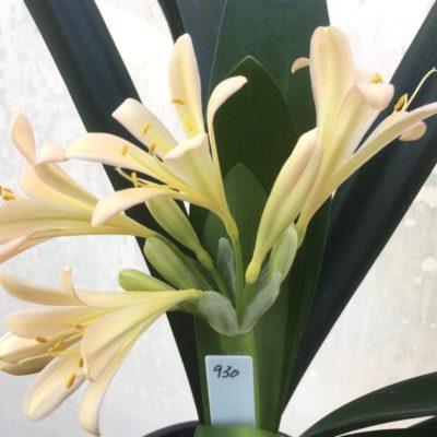 SH930 Clivia miniata light pinky peach with open flowers