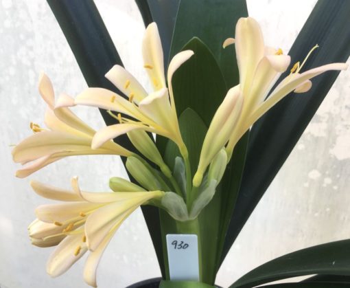 SH930 Clivia miniata light pinky peach with open flowers