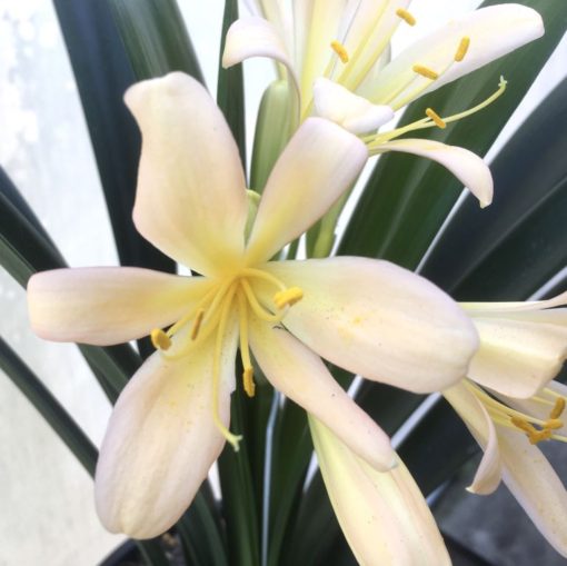 SH930 Clivia miniata light pinky peach with open flowers - Image 2