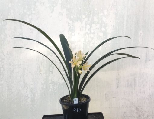 SH930 Clivia miniata light pinky peach with open flowers - Image 3