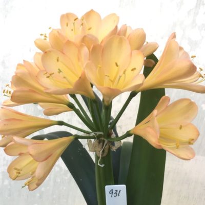SH931 Superb dark pink peach Clivia miniata with mid size flowers overlapping tepals