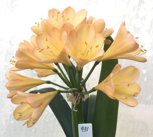 SH931 Superb dark pink peach Clivia miniata with mid size flowers overlapping tepals