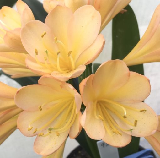 SH931 Superb dark pink peach Clivia miniata with mid size flowers overlapping tepals - Image 2