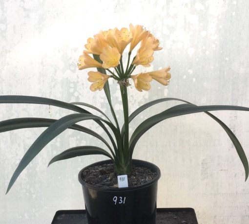 SH931 Superb dark pink peach Clivia miniata with mid size flowers overlapping tepals - Image 3
