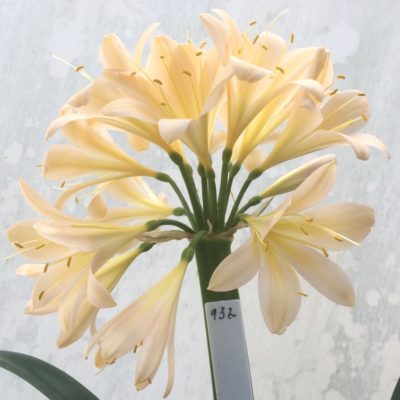 SH932 Pink peach Clivia miniata with broad open flowers