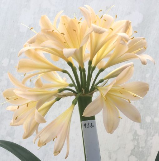 SH932 Pink peach Clivia miniata with broad open flowers