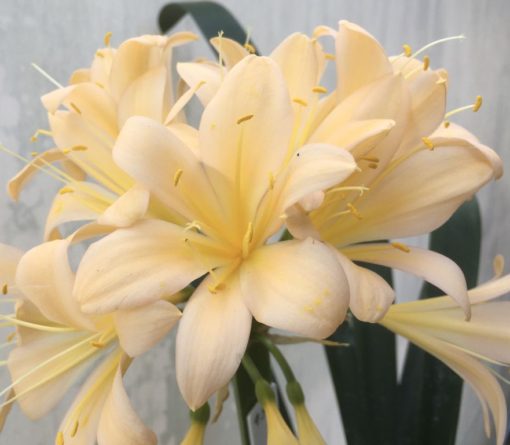 SH932 Pink peach Clivia miniata with broad open flowers - Image 2