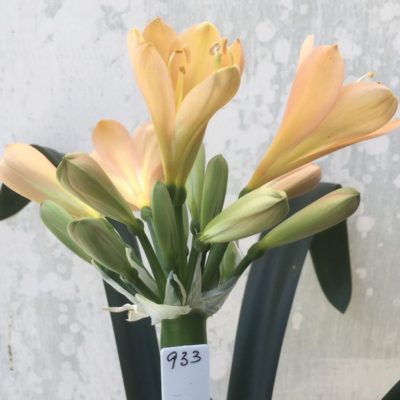 SH933 Superb shaped flower of Clivia miniata. Broad overlapping tepals are mid peach with strong pink hues and powdery yellow mid section