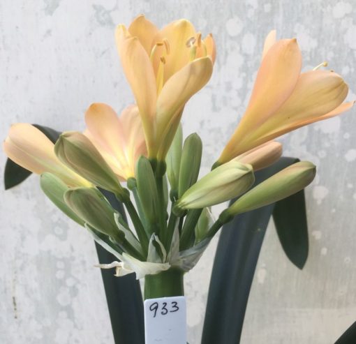 SH933 Superb shaped flower of Clivia miniata. Broad overlapping tepals are mid peach with strong pink hues and powdery yellow mid section
