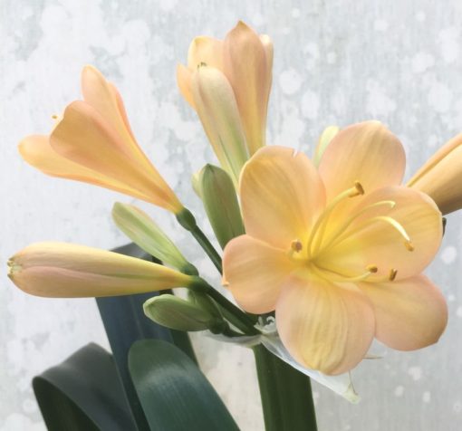 SH933 Superb shaped flower of Clivia miniata. Broad overlapping tepals are mid peach with strong pink hues and powdery yellow mid section - Image 2