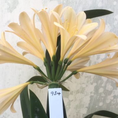 SH934 Light to mid peach Clivia miniata with a hint of pink around a yellow throat